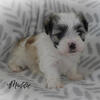 Our New Babies ~ Adorable Malshi (Maltese/Shihtzu) Puppy ~ "Maddie"