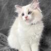 Tiffany – 3-Month-Old Blue Point Bicolor Ragdoll Kitten