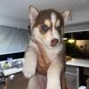 Puppies siberian husky chocolate