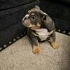 ENGLISH BULLDOG PUPPY SPECIAL