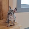 Female French bulldog Merle 