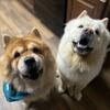 AKC Chow Stud