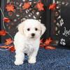 Jasmine Sweet Playful Little Poochon Puppy