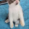 British shorthair brown and white color male 