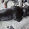 AKC Registered Cane Corso Pups