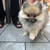 Pomeranian puppy