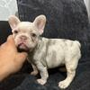 Unique Small French Bulldog Puppies 
