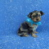 Yorkie Puppies