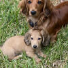 Beautiful AKC Longhair Miniature Shaded Cream Dachshunds