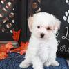 Tulip Gorgeous Poochon Puppy