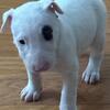 Bull Terrier Pups