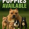 American Bully Puppies