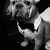 French Bulldog Stud Service