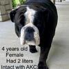 Adult Female Intact AKC English Bulldog