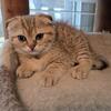 Beautiful Scottish fold boy folded ears for sale. The D.O.B. is January, 10th 2025
