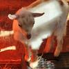 Goats Nigerian Dwarf
