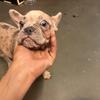 Female French Bulldog 