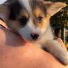 Pembroke Welsh Corgi Puppies!