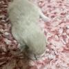 ON HOLD Seal point Mitted mink 2 Ragdoll kitten Kats ravishing ragdolls