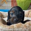 Alegra - shaded red dapple female $3500