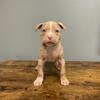 XL American Bully  Puppy