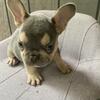 Frenchie Puppies Ready to go