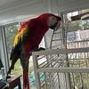 Scarlet Macaw 