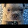 French Bulldogs