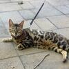 Pure breed Bengal Girl with TICA Registered comes with breading rights 