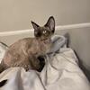 Devon rex male  seal point