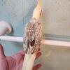 Cockatiels 