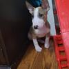 Female bull terrier pup