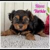 Nova Female Yorkshire Terrier