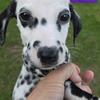 Purebred Dalmation Puppies