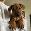 AKC Rhodesian Ridgeback Puppies!
