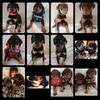 Doberman puppies for sale