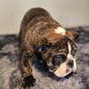 English Bulldog Puppies