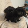 Cava-tzu girl and boy