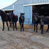 2 yr old & 4 yearlings.