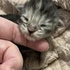 Mainecoons kittens ready now