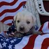 Male Labrador puppies available 