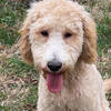 Goldendoodle Female – 7 Months – Trained, Vaccinated, Sweet Temperament