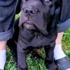 Cane Corso puppy available for rehome