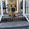 Non-registered Male Frenchie needs rehoming