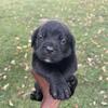 Cane Corso puppies 