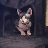 Sphynx kitty
