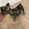 Akc French bulldogs 12 weeks old 