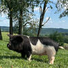 KuneKune piglets