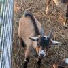 ADGA Registered Buck for sale 