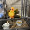 Hand raised baby Sun Conures